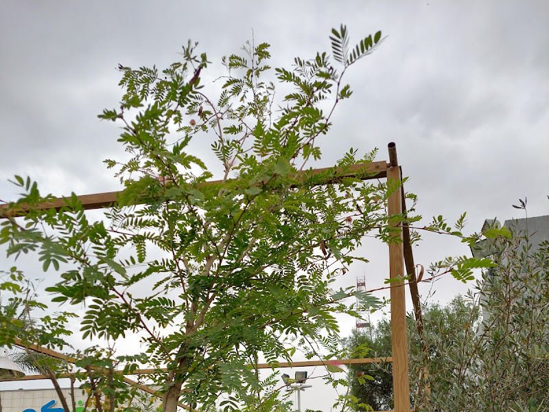 مشاتل الجهراء photo 3