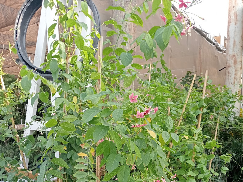 Janayen Nursery photo 4