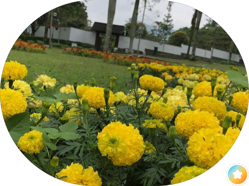 مرور الأحمدي إدارة الفحص الفني photo 3