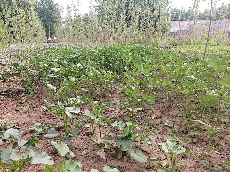 Ahmadi Play ground photo 4