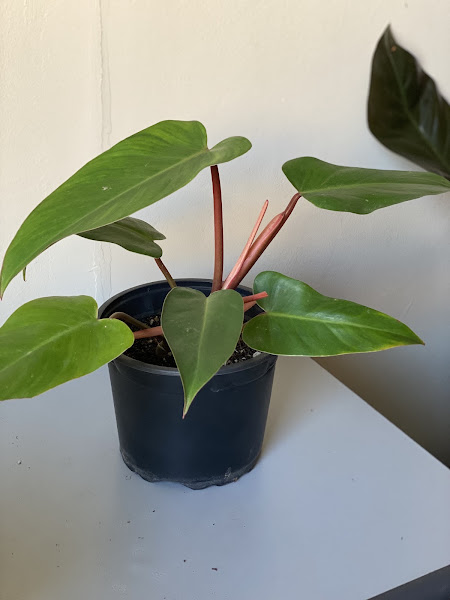 Grow - Pets & Plants