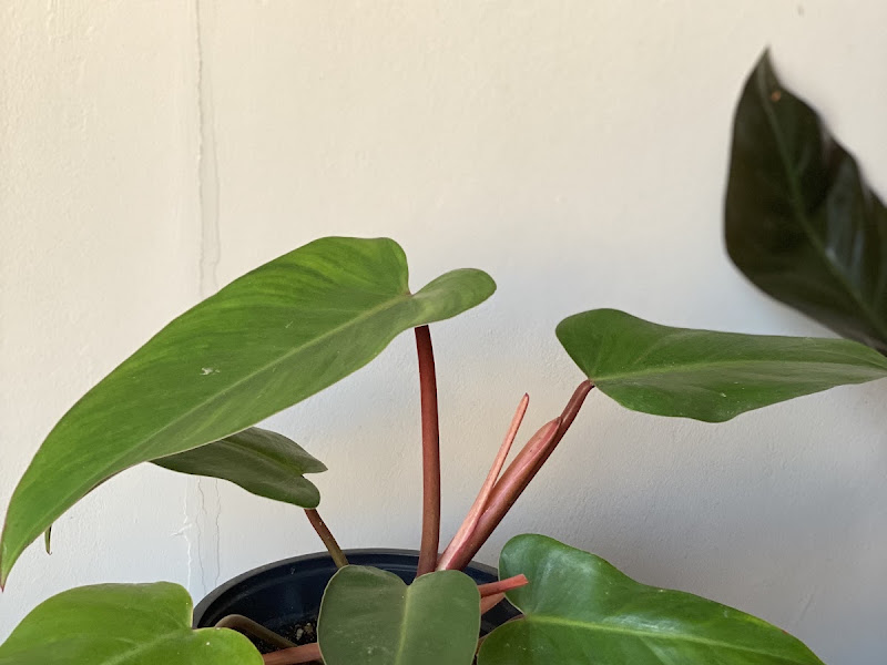 Grow - Pets & Plants photo 3