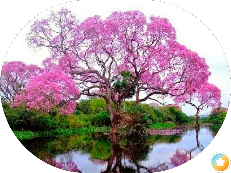 سفريات جمعية السالمية Salmiya Travel