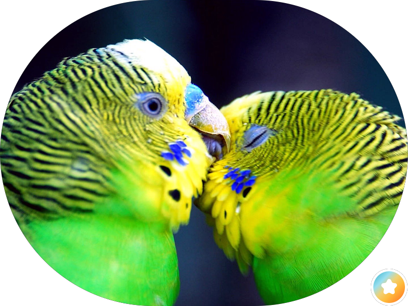 صالون القصه التركيه للرجال photo 5