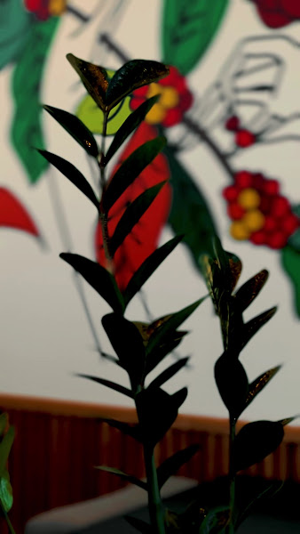شويخ كافيه photo 5
