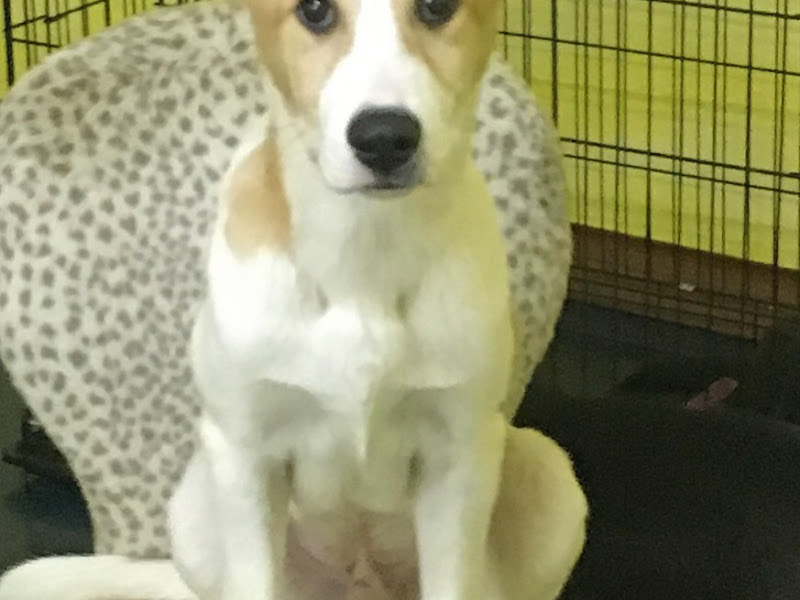 Woof photo 2