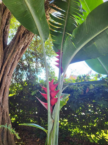 Hawaii Islands Flowers photo 3