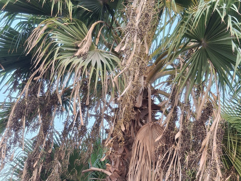 Washingtonia nursry